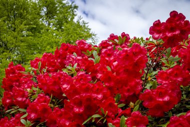 Ormangülü çiftliğinde çeşitli çiçek açan ağaçlar