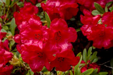 Ormangülü çiftliğinde çeşitli çiçek açan ağaçlar