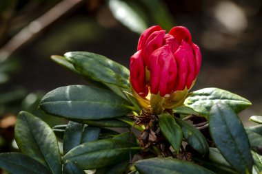 Ormangülü çiftliğinde çeşitli çiçek açan ağaçlar
