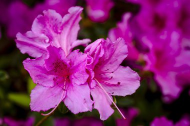 Ormangülü çiftliğinde çeşitli çiçek açan ağaçlar