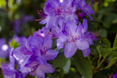 Ormangülü çiftliğinde çeşitli çiçek açan ağaçlar