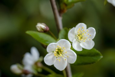 Ormangülü çiftliğinde çeşitli çiçek açan ağaçlar