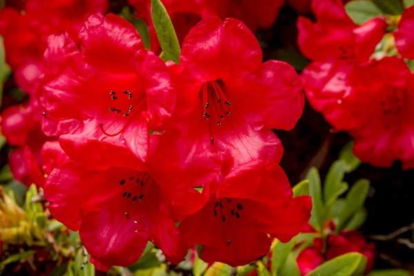 Různé kvetoucí stromy na farmě rododendron — Stock fotografie