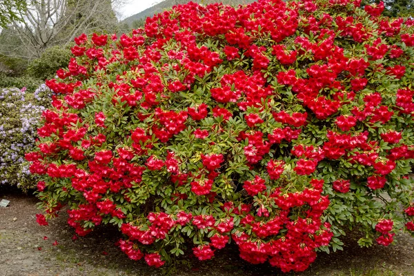 Varios árboles florecientes en la granja Rhododendron —  Fotos de Stock