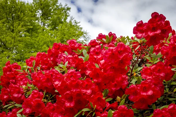 Různé kvetoucí stromy na farmě rododendron — Stock fotografie