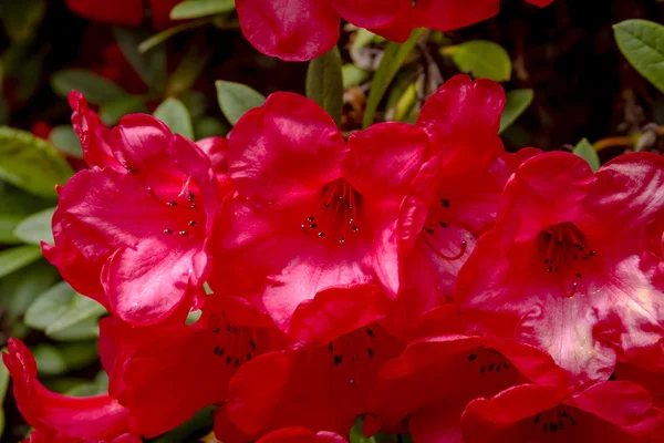 Verschiedene blühende Bäume auf dem Rhododendronhof — Stockfoto