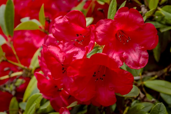 Různé kvetoucí stromy na farmě rododendron — Stock fotografie