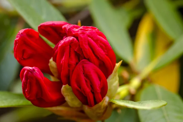 Verschillende bloeiende bomen op Rhododendron boerderij — Stockfoto