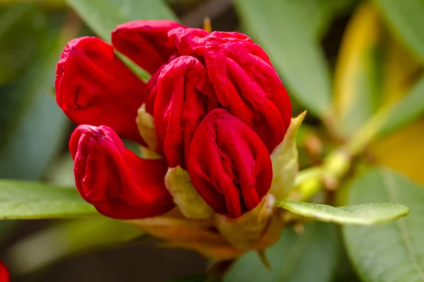 Varios árboles florecientes en la granja Rhododendron —  Fotos de Stock