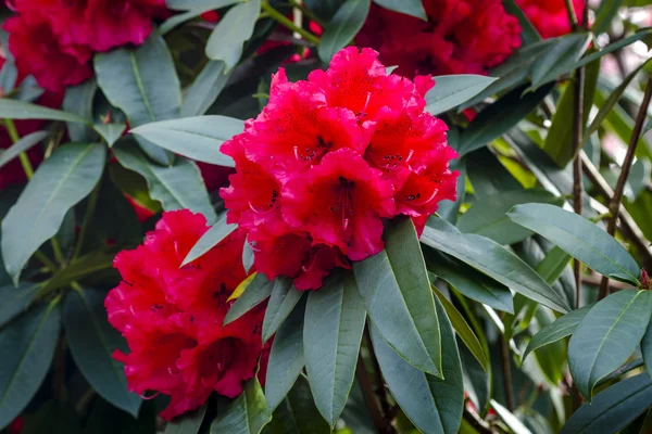 Verschiedene blühende Bäume auf dem Rhododendronhof — Stockfoto