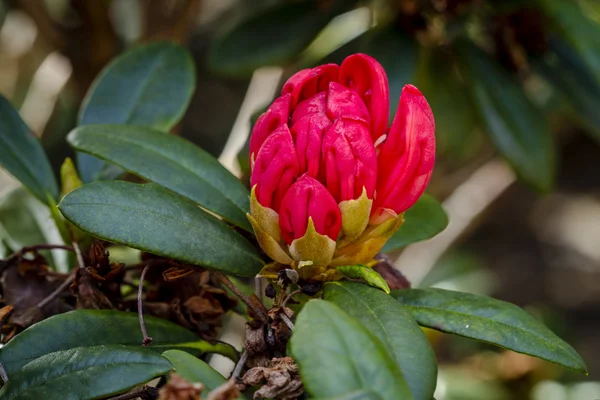 Verschillende bloeiende bomen op Rhododendron boerderij — Stockfoto