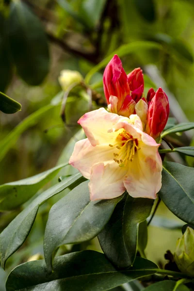 Různé kvetoucí stromy na farmě rododendron — Stock fotografie