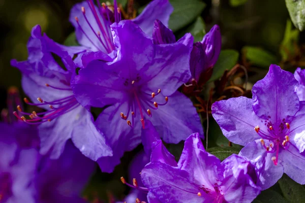 Várias árvores florescentes em Rhododendron Farm — Fotografia de Stock