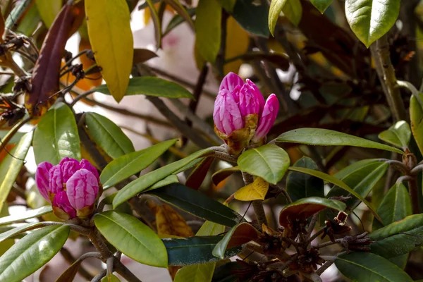 Verschiedene blühende Bäume auf dem Rhododendronhof — Stockfoto
