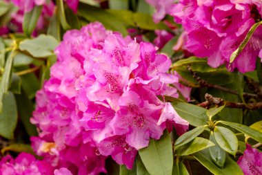 Süs açık bahçe çiçek