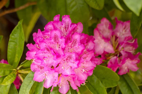 Zierblumen im Garten — Stockfoto