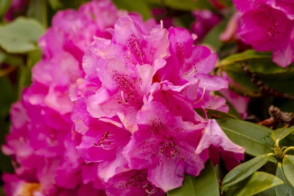 Ornamental Outdoor Garden Flowers — Stock Photo, Image