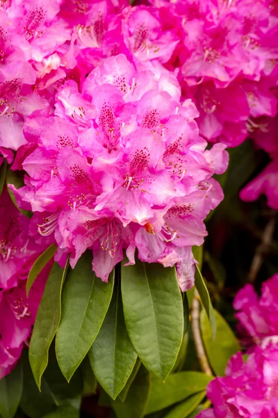 Utomhus trädgård blommor — Stockfoto