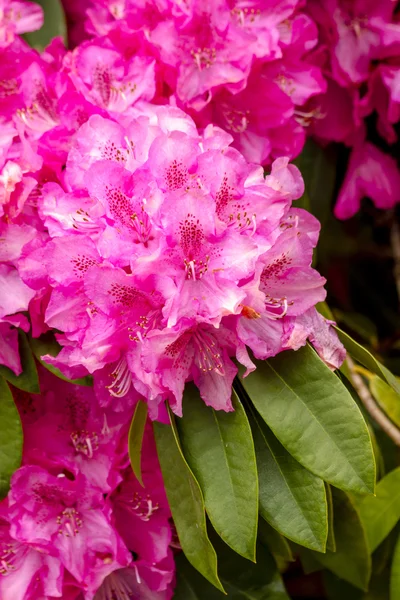 Ornementale jardin extérieur fleurs — Photo