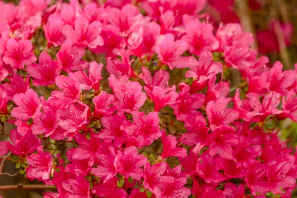 Zierblumen im Garten — Stockfoto