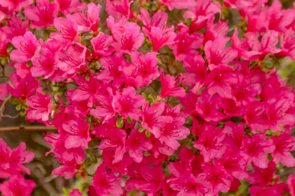 Okrasné venkovní zahradní květiny — Stock fotografie