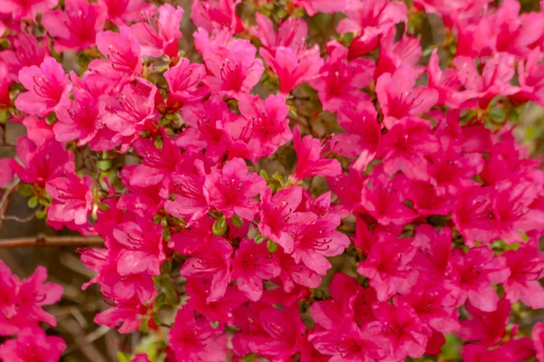 Ornamental Outdoor Garden Flowers — Stock Photo, Image