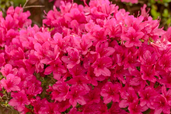 Zierblumen im Garten — Stockfoto