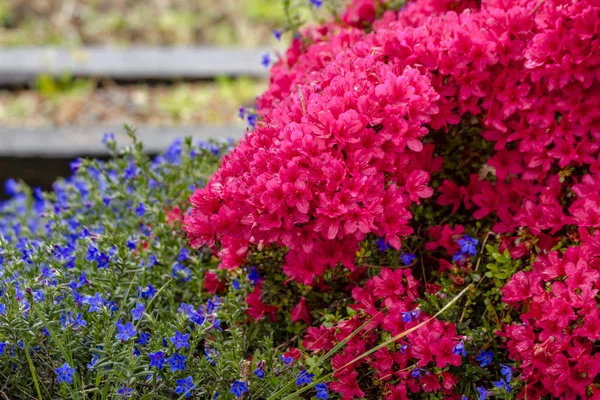 装飾的な屋外の庭の花 — ストック写真