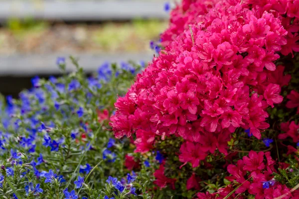 装飾的な屋外の庭の花 — ストック写真