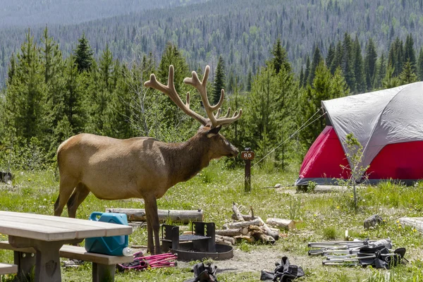 Camping Outdoors in the Mountains of Colorado — Stock Photo, Image