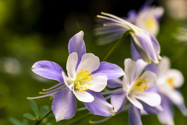 Flor azul Columbine Wildflower — Foto de Stock