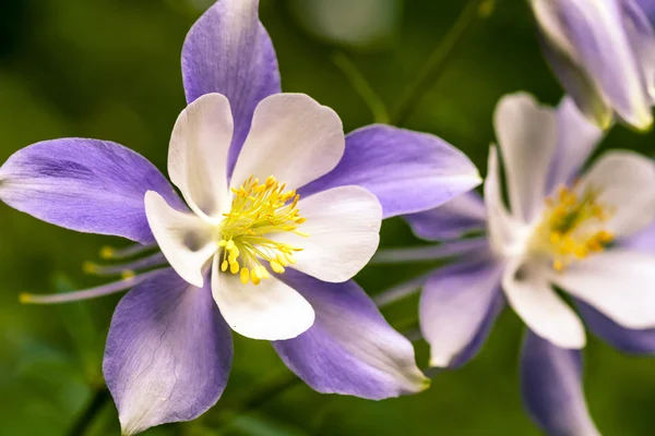 Blühende blaue Akelei Wildblume — Stockfoto