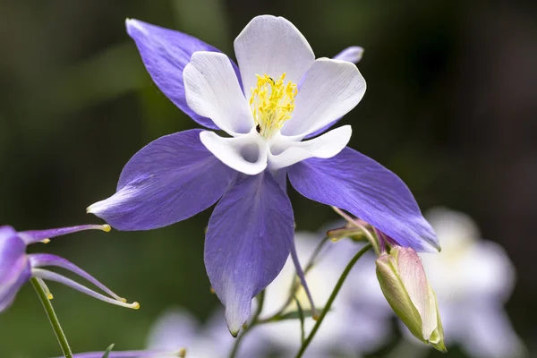 Flor azul columbine wildflower — Fotografia de Stock