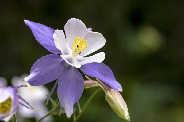 Flor azul columbine wildflower — Fotografia de Stock