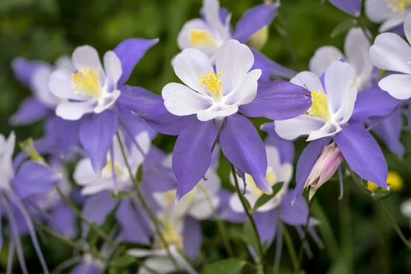 Flor azul Columbine Wildflower — Foto de Stock