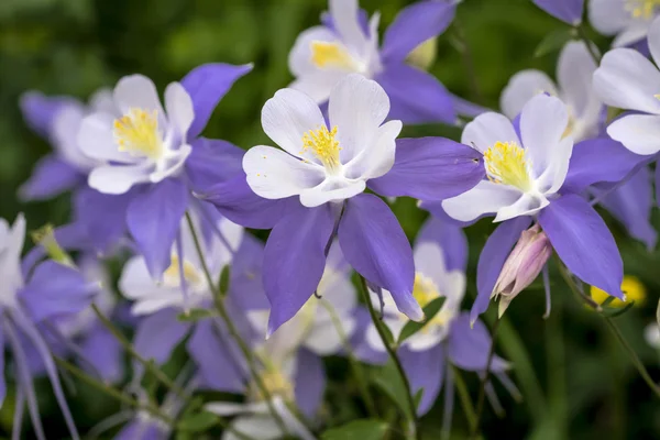 Flor azul columbine wildflower — Fotografia de Stock