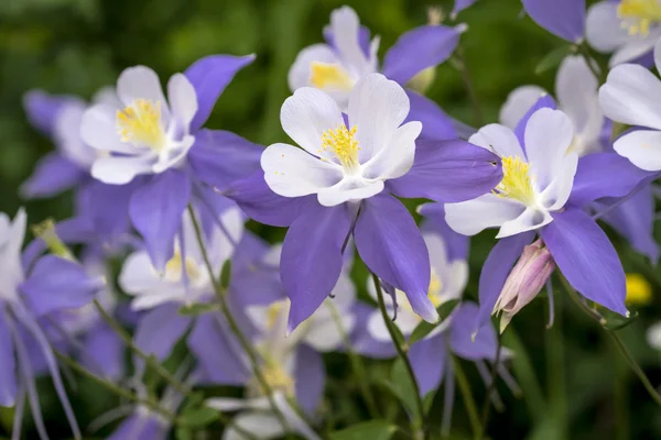 Mavi Columbine kır çiçeği çiçek açan