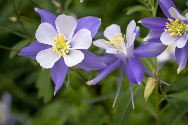 Blooming Blue Columbine Wildflower — Stock Photo, Image