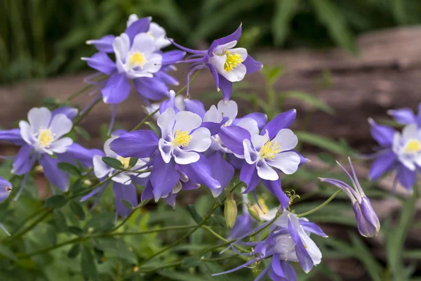 Fioritura blu Columbine Wildflower — Foto Stock