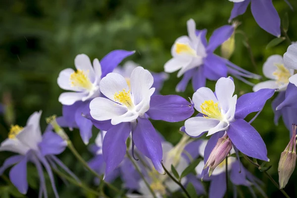 Flor azul Columbine Wildflower — Foto de Stock