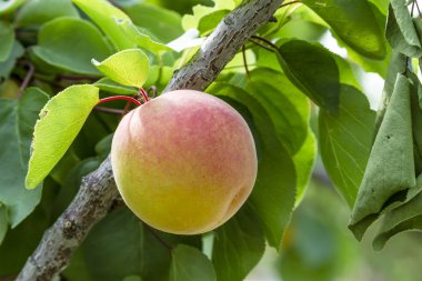 Orchard olgun kayısı