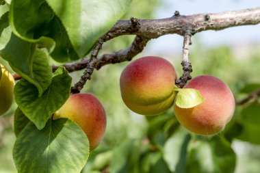 Orchard olgun kayısı