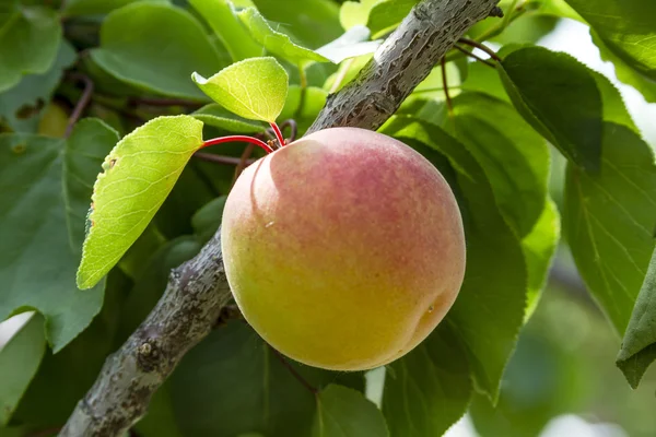 Rijp abrikozen in Orchard — Stockfoto