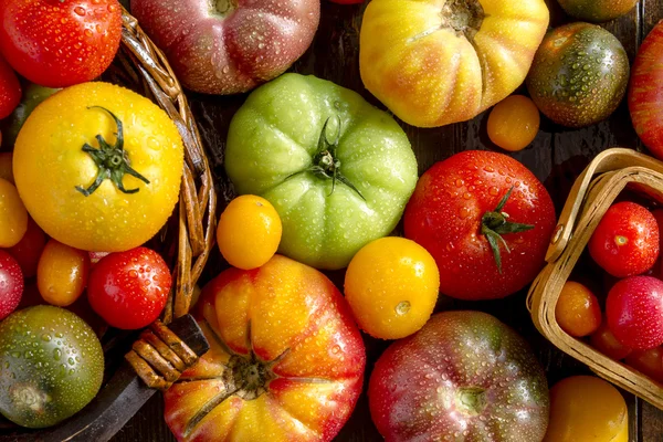 Sortimento de tomates frescos da relíquia — Fotografia de Stock