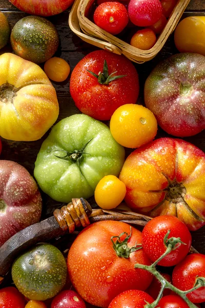 Ποικιλία από φρέσκα κειμήλιο ντομάτες — Φωτογραφία Αρχείου