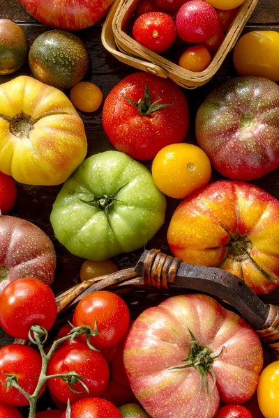 Ποικιλία από φρέσκα κειμήλιο ντομάτες — Φωτογραφία Αρχείου