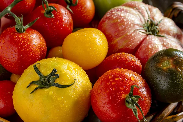 Sortimento de tomates frescos da relíquia — Fotografia de Stock