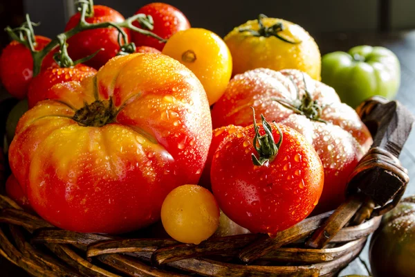 Sortimento de tomates frescos da relíquia — Fotografia de Stock