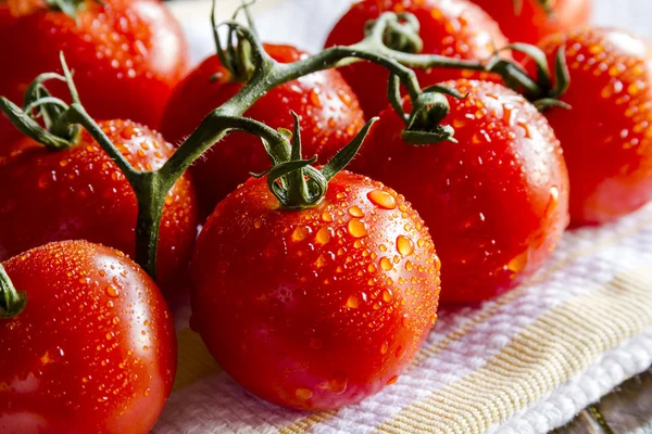 Sortimento de tomates frescos da relíquia — Fotografia de Stock