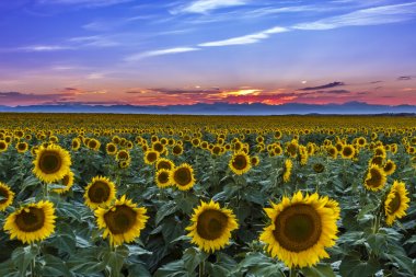 Sunset Over Sunflower Fields of Colorado clipart